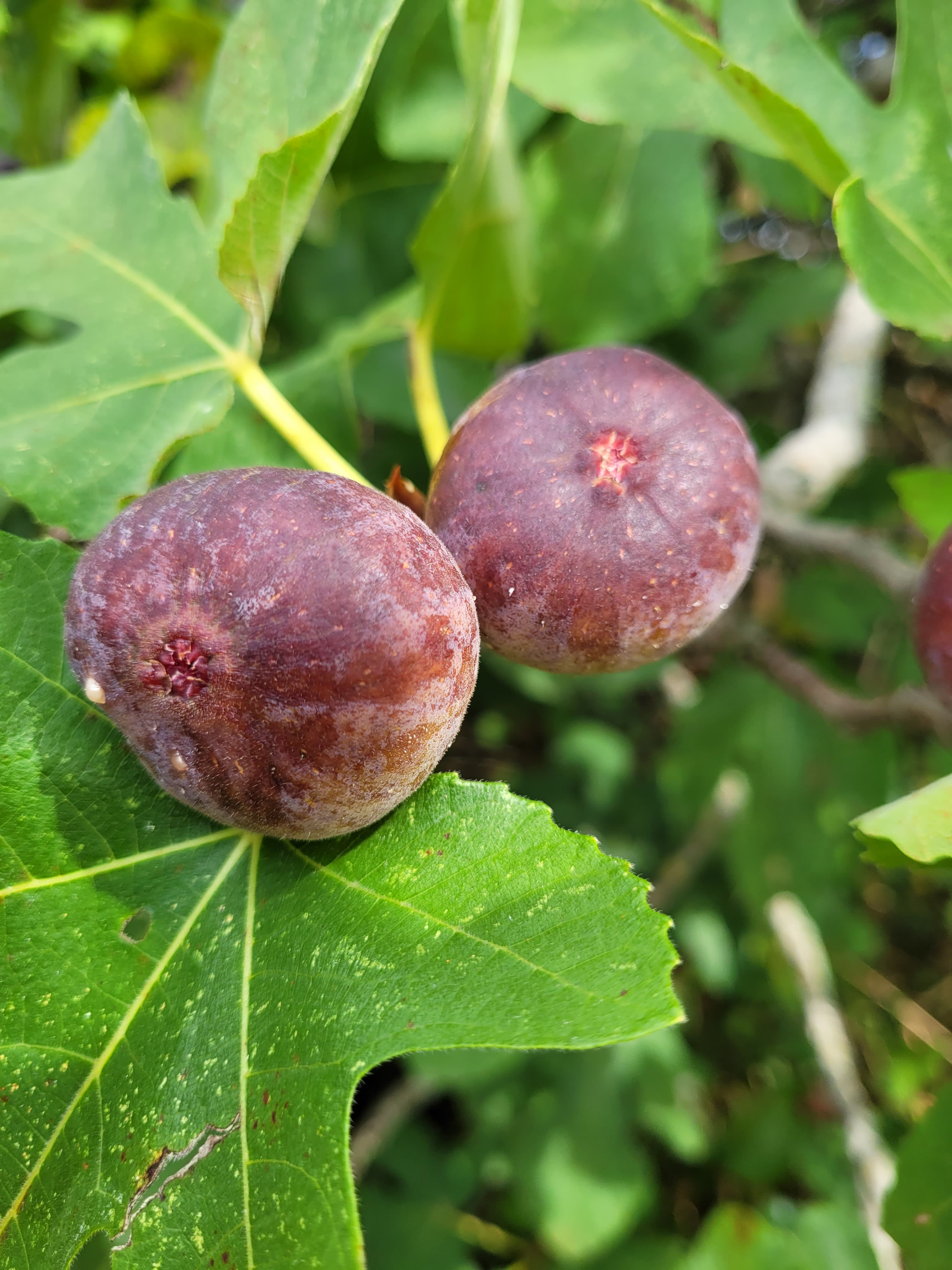 Gastronomic discovery at Baron Figues