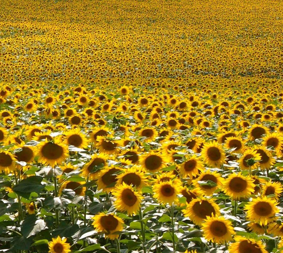 Painting workshop activity